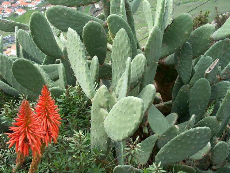 Cuidados de los cactus durante el otoño e invierno