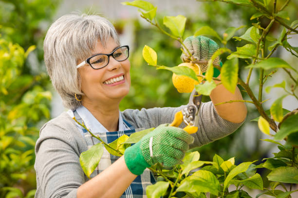 Cómo cultivar un limonero: consejos y trucos