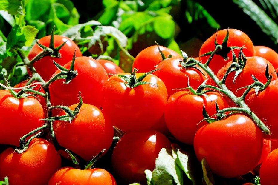 Los 10 mejores consejos para cultivar tomates
