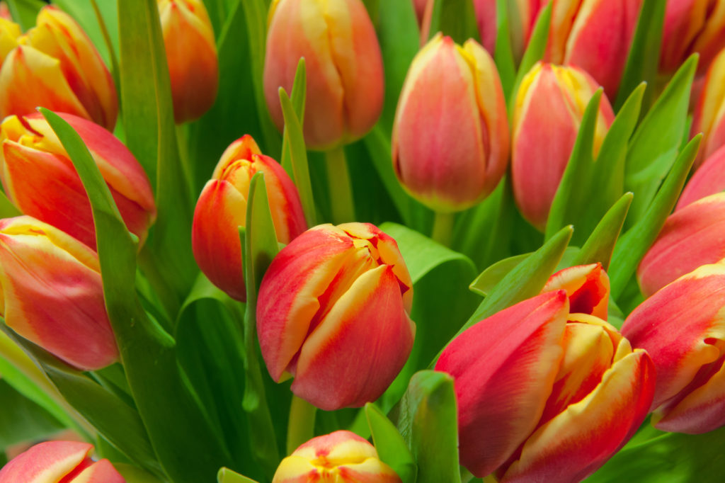 Guía para Cultivar Tulipanes en Macetas: Belleza en Espacios Pequeños