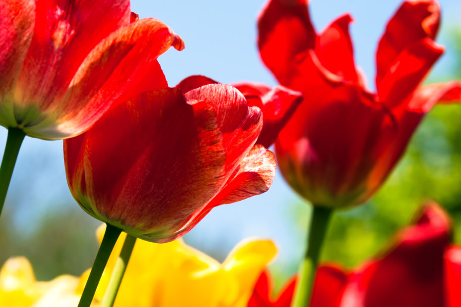 Guía para Cultivar Tulipanes en Macetas: Belleza en Espacios Pequeños